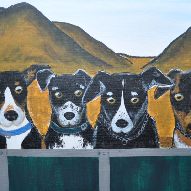 NZ Working Dog Thumbnail